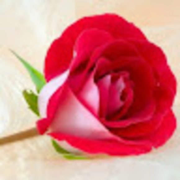 Meet your Posher, Goretti - Picture 1 of 1